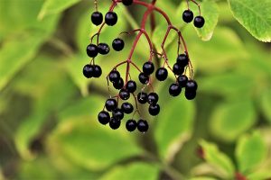 elderberry elderly plant